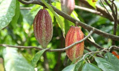 cacao planta medicinal
