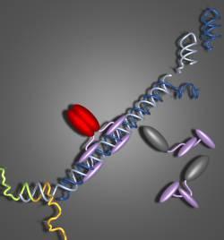 Quimioterapia Programable Mediante ARN Para Matar Selectivamente Celulas Cancerosas