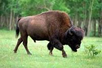 UN LIQUI-LIQUI EN LA GALIA / BISONTE, POSTRER Y PRIMERO