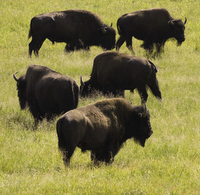 UN LIQUI-LIQUI EN LA GALIA / BISONTE, POSTRER Y PRIMERO