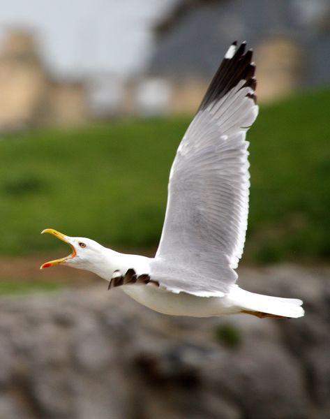 LARUS MICHAHELLIS-GAVIOTA PATIAMARILLA-YELLOW LEGGED GULL