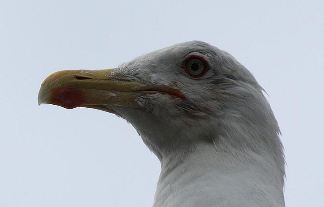 LARUS MICHAHELLIS-GAVIOTA PATIAMARILLA-YELLOW LEGGED GULL