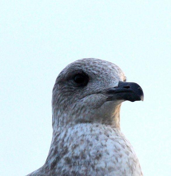 LARUS MICHAHELLIS-GAVIOTA PATIAMARILLA-YELLOW LEGGED GULL