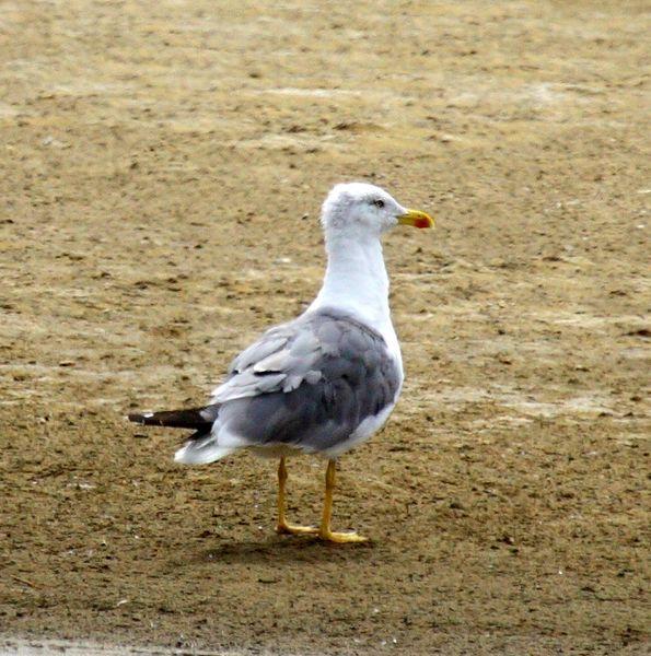 LARUS MICHAHELLIS-GAVIOTA PATIAMARILLA-YELLOW LEGGED GULL