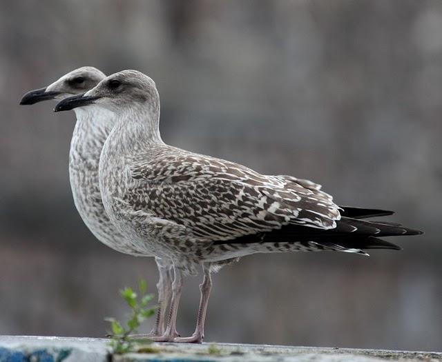 LARUS MICHAHELLIS-GAVIOTA PATIAMARILLA-YELLOW LEGGED GULL