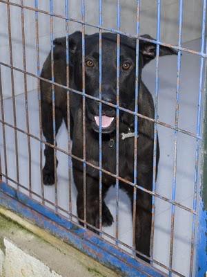 Lo sacrifican esta semana en la perrera de Gesser. (JAEN)