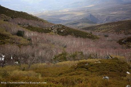 Jornadas carnívoros esquivos: Lobo y Tejón, Biología, Conservación y Detección.