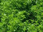 Consumo Alfalfa, Desencadena Síntomas Lupus