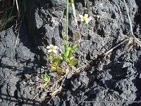 Flora Introducida: El Armoseco Flora Introducida: El Armoseco