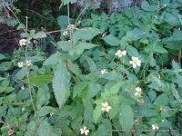 Flora Introducida: El Armoseco