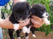 Bang Pebbles, cachorros murcianos recién destetados