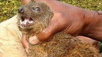 Se descubre un nuevo mamífero en Madagascar