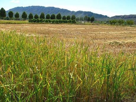 Campos de Arroz de Calasparra