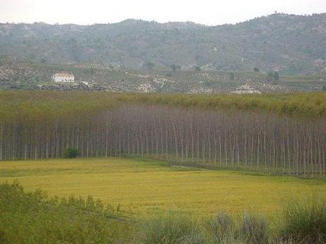 Campos de Arroz, entre chopos