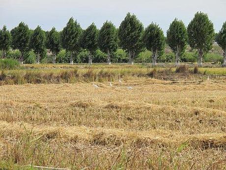 Ibis en los campos de arroz
