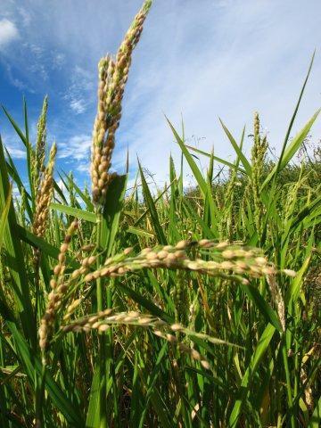 Detalle de una espiga de arroz