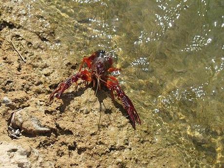 Cangrejo de río