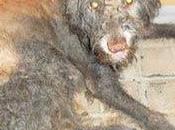 Perrita necesita ayuda urgente pueblo Badajoz