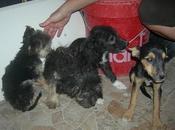 NOVEDADES: hermanitos zanja (Murcia)