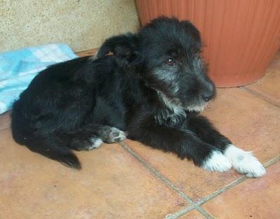 NOVEDADES: 4 hermanitos en una zanja (Murcia)