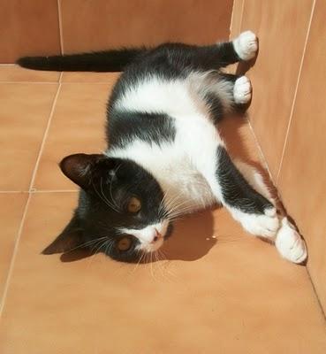 NUEVAS FOTOS!!! Tsuki, gatito de 2 meses (Murcia)