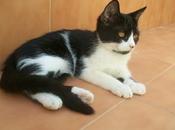 NUEVAS FOTOS!!! Tsuki, gatito meses (Murcia)