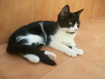 NUEVAS FOTOS!!! Tsuki, gatito de 2 meses (Murcia)