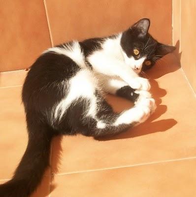 NUEVAS FOTOS!!! Tsuki, gatito de 2 meses (Murcia)