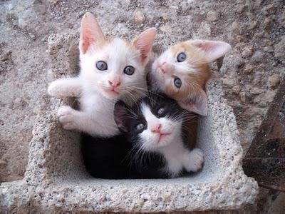 NOVEDADES: 3 preciosos gatitos en adopción (Murcia)