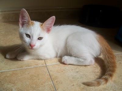NOVEDADES: 3 preciosos gatitos en adopción (Murcia)