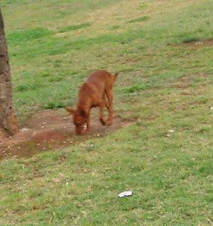 Solito en un parque de Córdoba