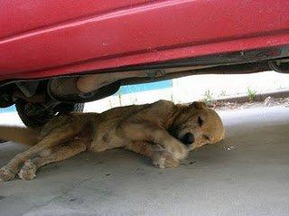 MASTINA VIEJITA EN LA CALLE