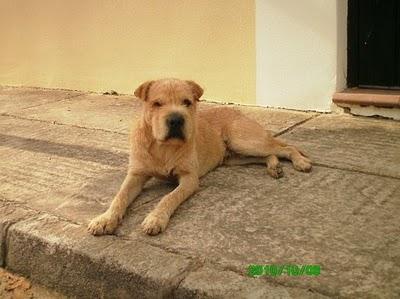 CRUCE DE SHARPEI URGENTE, MIRAD QUÉ CARITA
