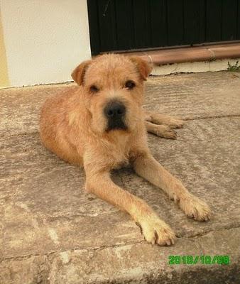 CRUCE DE SHARPEI URGENTE, MIRAD QUÉ CARITA