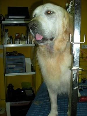 Ney, Golden, de 6 años, en Barcelona