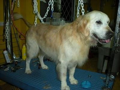 Ney, Golden, de 6 años, en Barcelona