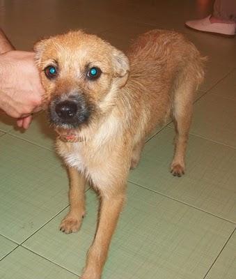 Bibi, perrita pequeña rescatada de la carretera (Murcia)