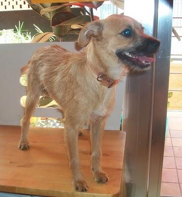 Bibi, perrita pequeña rescatada de la carretera (Murcia)