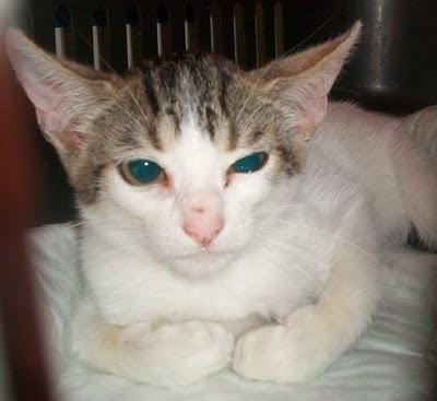 TITO, gatito de 2 meses en la calle (Murcia)