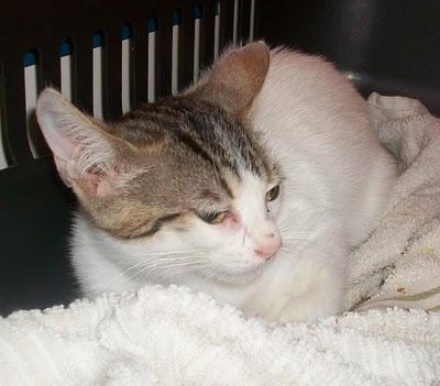 TITO, gatito de 2 meses en la calle (Murcia)