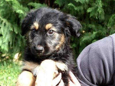 Precioso cachorro cruce de pastor belga en adopción.