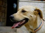 BOSTON!! Precioso labrador año... ADOPCIÓN!!