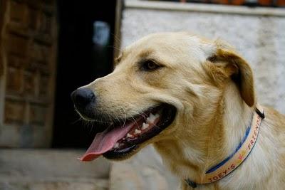 BOSTON!! Precioso labrador de un año... EN ADOPCIÓN!!