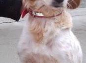 Michelle...cuando elegancia hace perro