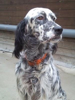 ORION.....Y EL BRILLO DE SUS OJOS