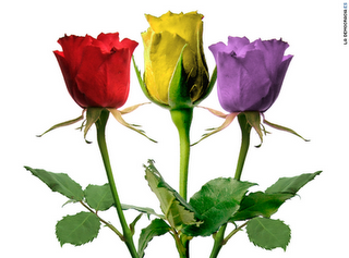 “Bases ecologistas para una sociedad con futuro”