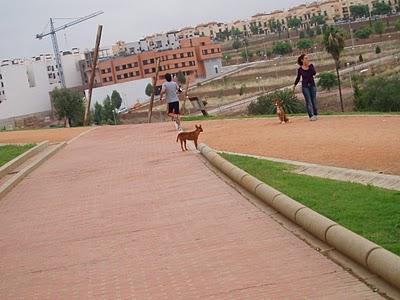 PODENQUITO SIMPATIQUÍSIMO Y SOLITO EN EL PARQUE.