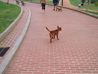 PODENQUITO SIMPATIQUÍSIMO Y SOLITO EN EL PARQUE.