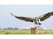 Andalucía acoge ciento especies aves presentes Península Ibérica