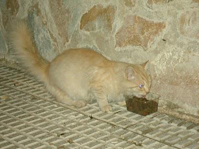 ACOGIDA O ADOPCIÓN: Gatito casero en la calle (Murcia)